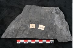 Foto (Detailansicht) von Noeggerathia palmaeformis Goeppert (NHMW-GEO-2024-0188-10740)